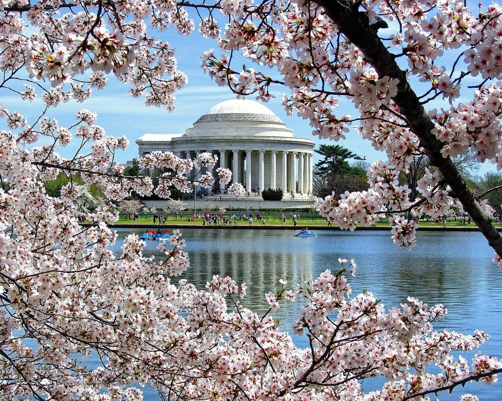 Cherry blossoms in bloom around the Tidal Basin with the Jefferson Memorial in Washington DC