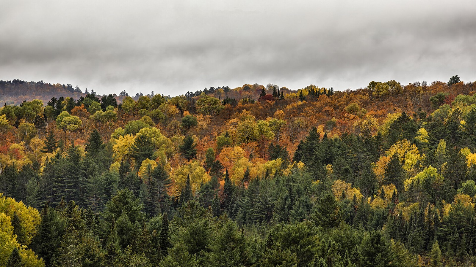 Autumn colour across the forest of Algonquin Provincial Park in Ontario