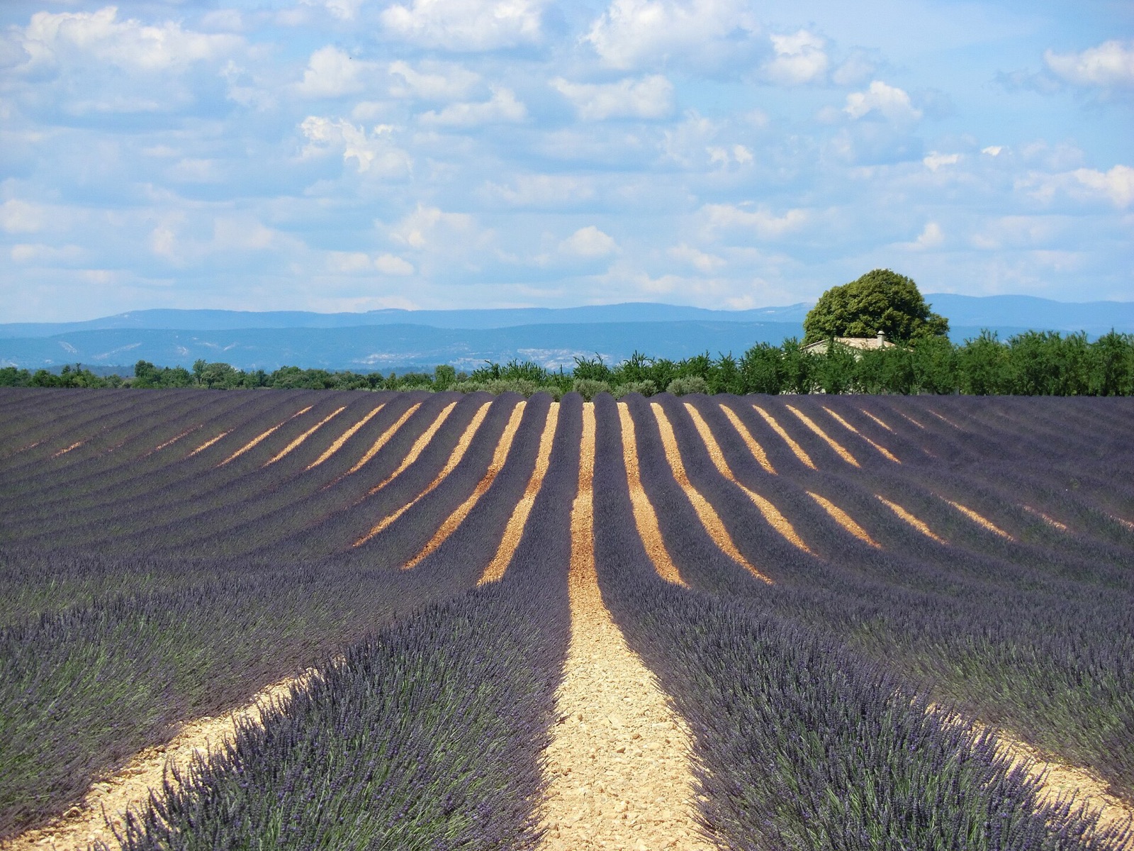 Rows of lavender in flower converging towards a line of trees on the Valensole plateau in Provence under a blue sky