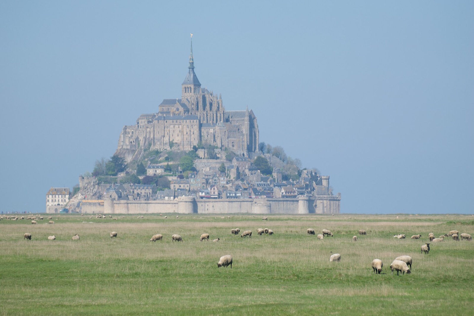 Mont Saint-Michel seen across the salt meadows with sheep grazing in the foreground in April