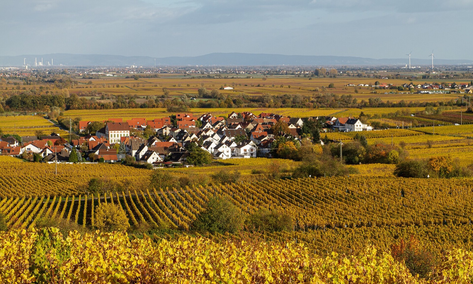 Golden vineyards in late October at Deidesheim in the German Pfalz wine region with a village in the distance