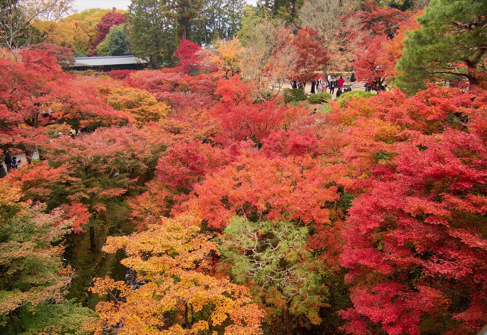 The maple valley of Tofuku-ji temple in Kyoto in full autumn colour, seen from the Tsutenkyo bridge