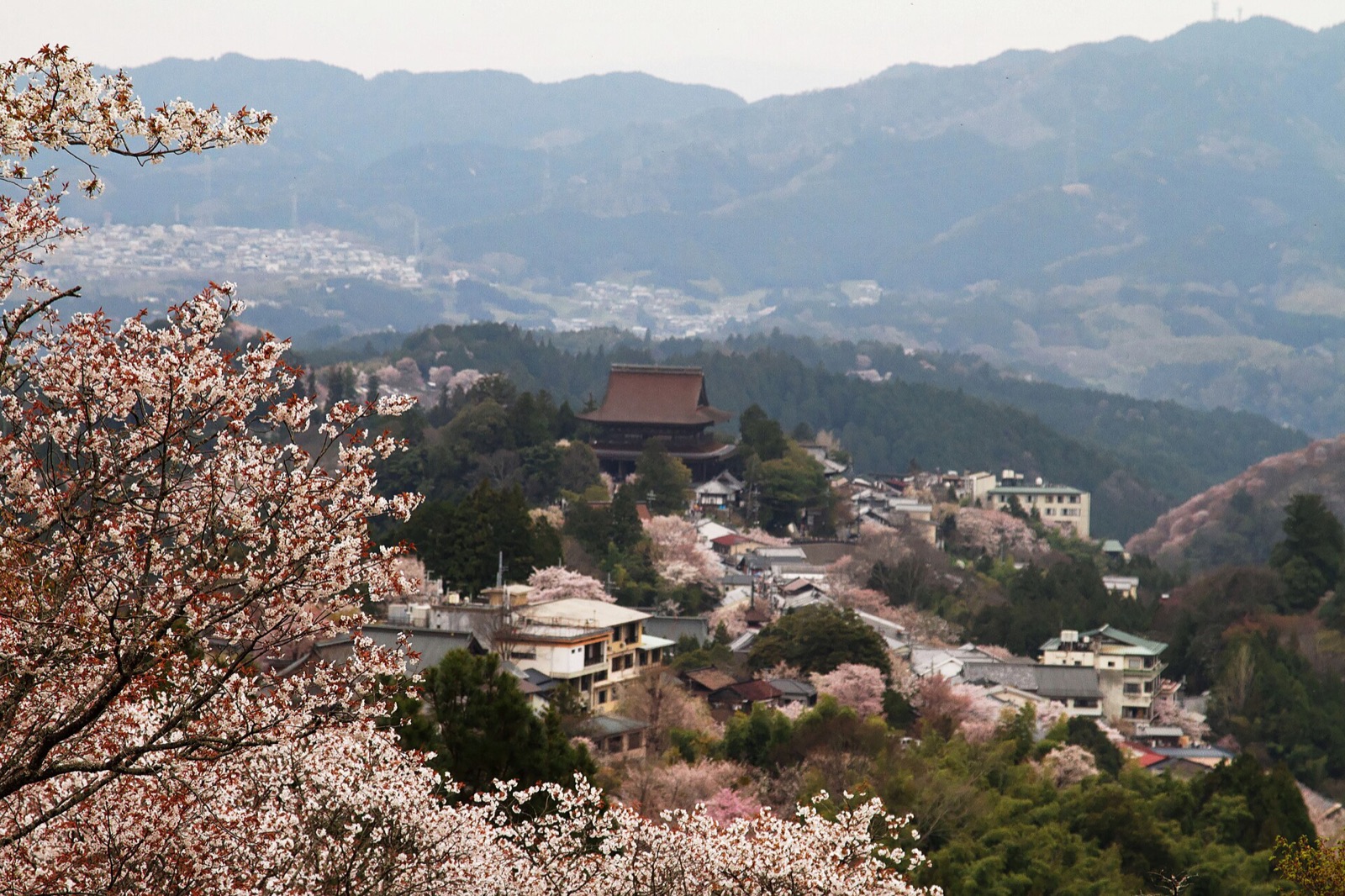 Cherry trees in bloom covering the hillside of Mount Yoshino in Nara prefecture, with temple roofs among them